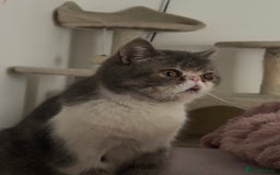 Exotic cats for sale: bella!! friendly grey and white exotic shorthair - Image 1