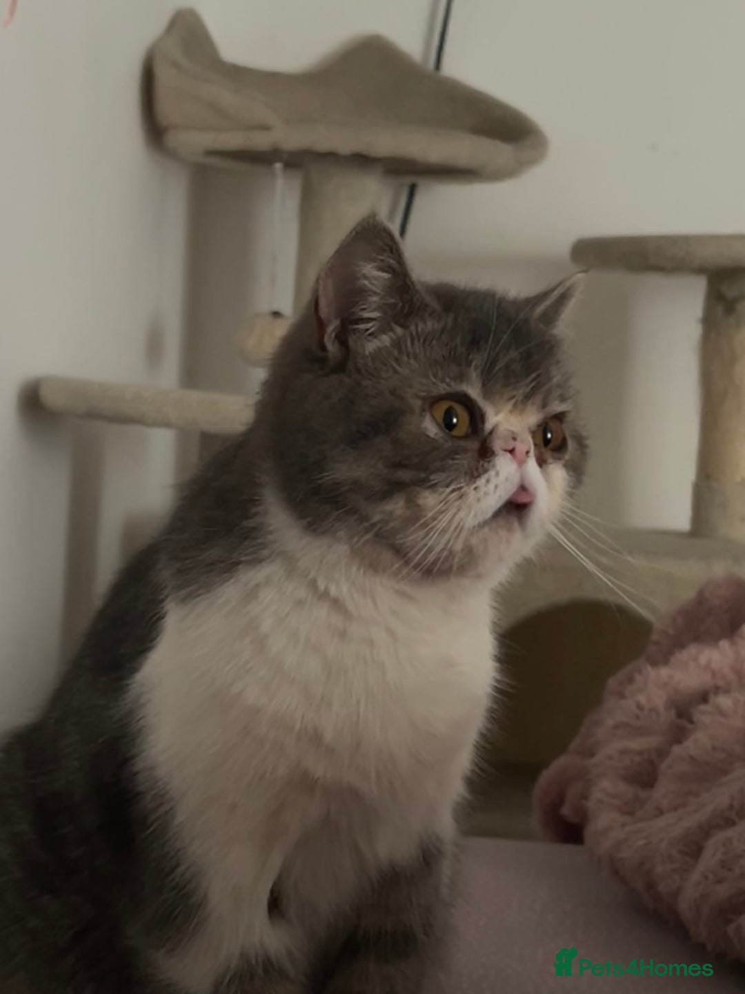 Exotic cats for sale: bella!! friendly grey and white exotic shorthair - Image 1