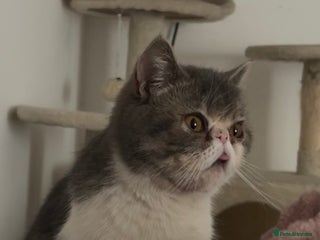 Exotic cats - Advert 5