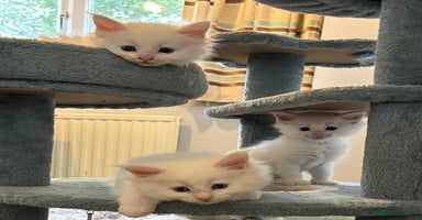 Maine Coon cats - Advert 3