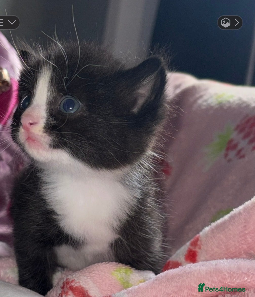 British Shorthair cats Kittens  - Advert 14