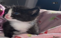 British Shorthair cats for sale: Kittens  - Image 1