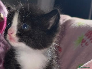 British Shorthair cats - Advert 32