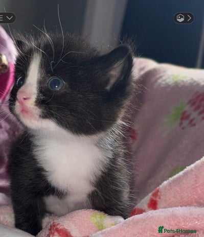 British Shorthair cats - Advert 3