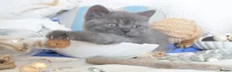 British Shorthair cats for sale: Beautiful female British Shorthair  - Advert 12