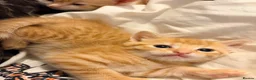 Domestic Shorthair cats for sale: 3 ginger and white boy kittens  in Cumnock - Advert 9