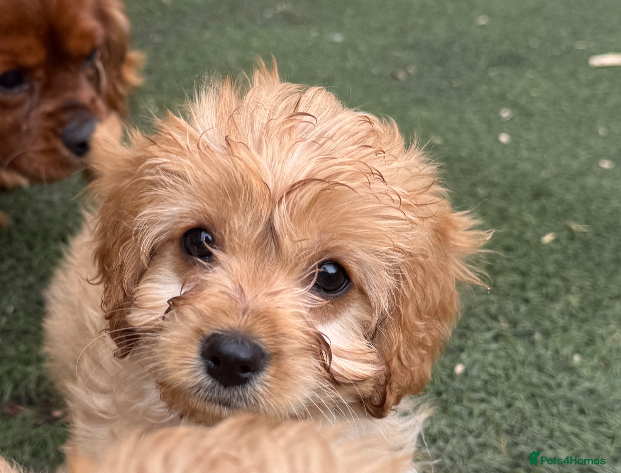 Cavapoo dogs Perfect Health Tested Cavapoo Puppies - Advert 1