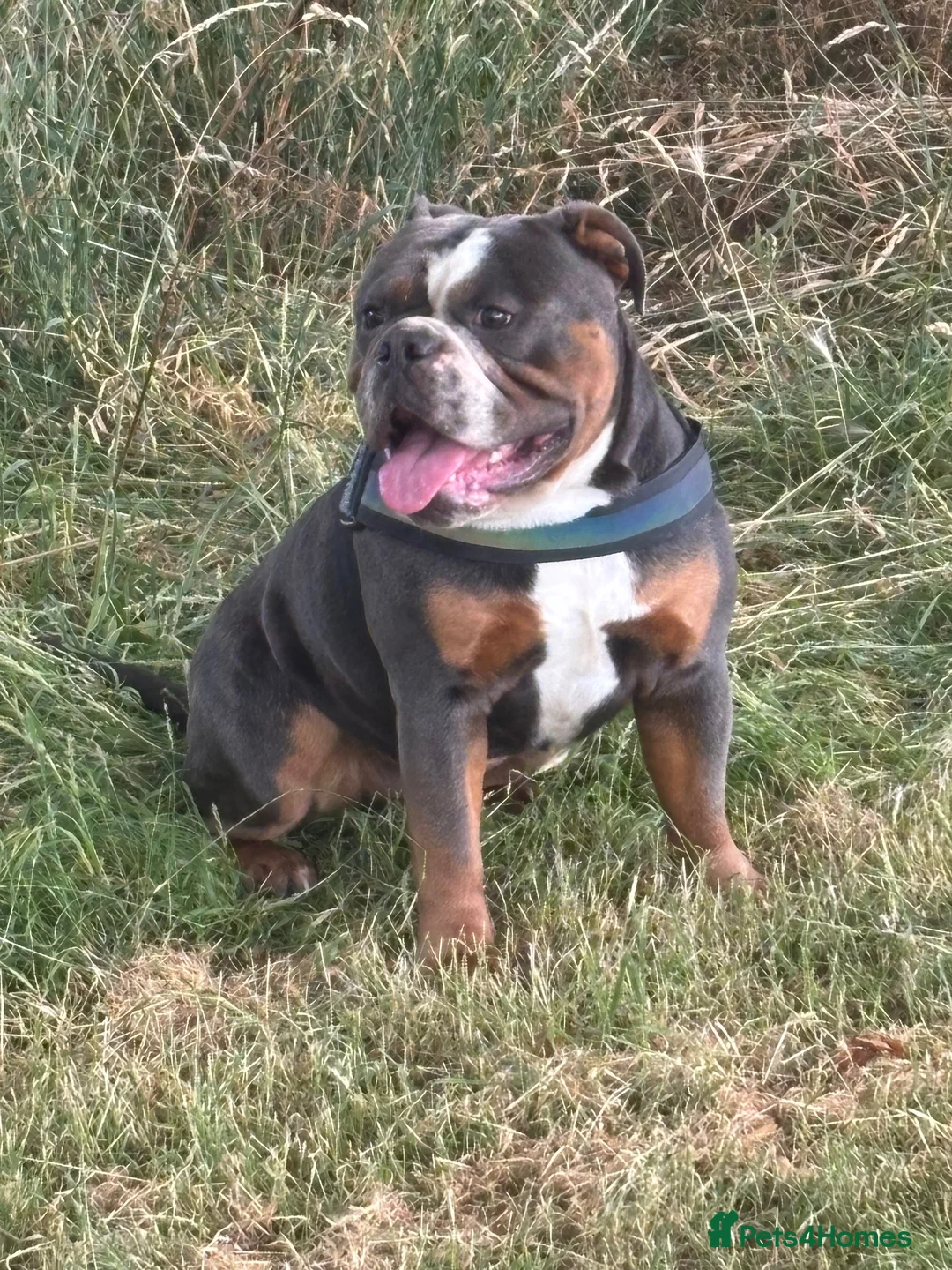 English Bulldog dogs for stud: Chester in Wednesbury - Advert 3