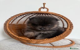 Pomeranian dogs for sale: ** KC pomeranian puppies - Image 4