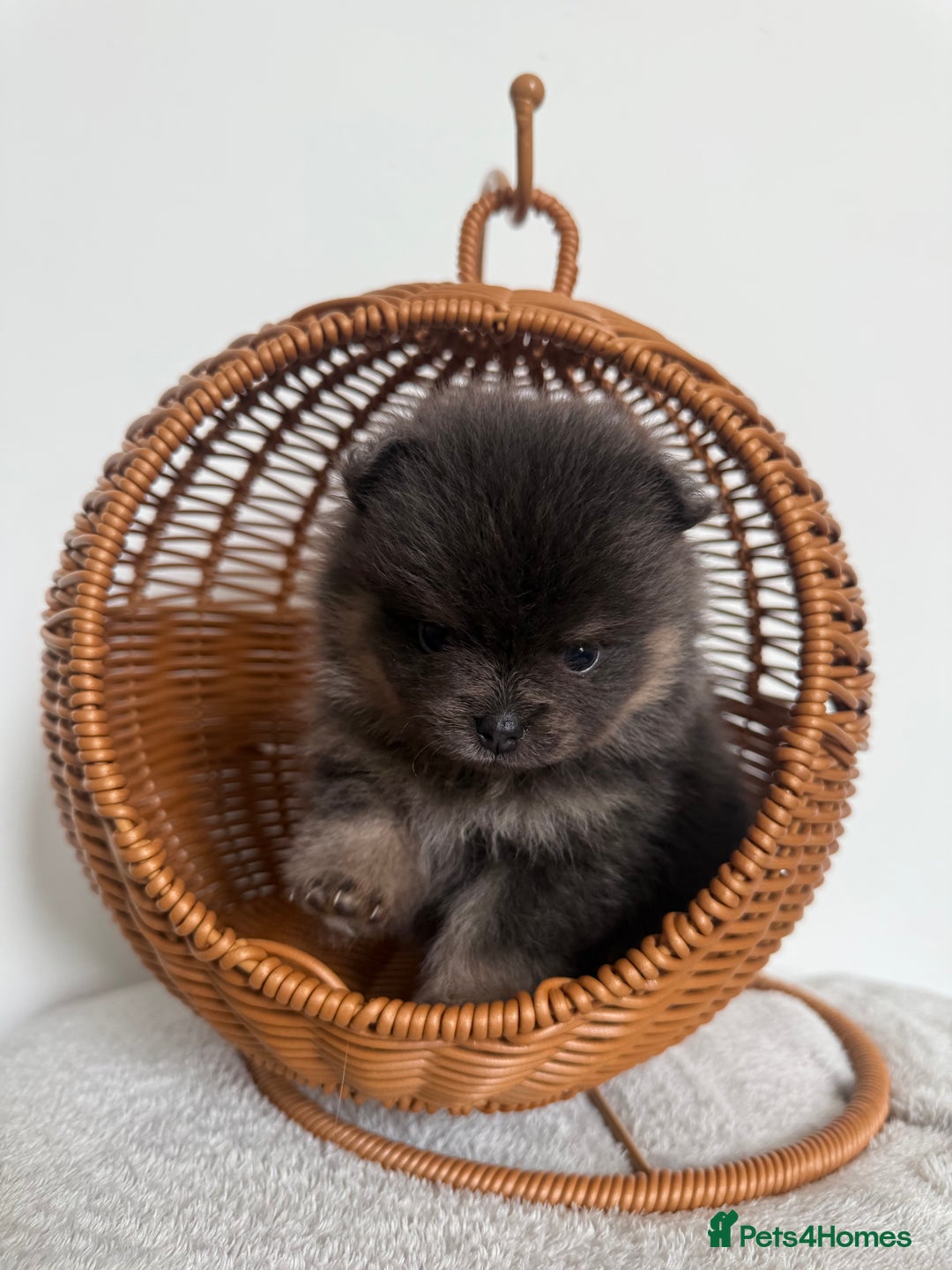 Pomeranian dogs for sale: ** KC pomeranian puppies - Image 4