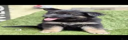 German Shepherd dogs for sale: German Shepard puppies  - Advert 10