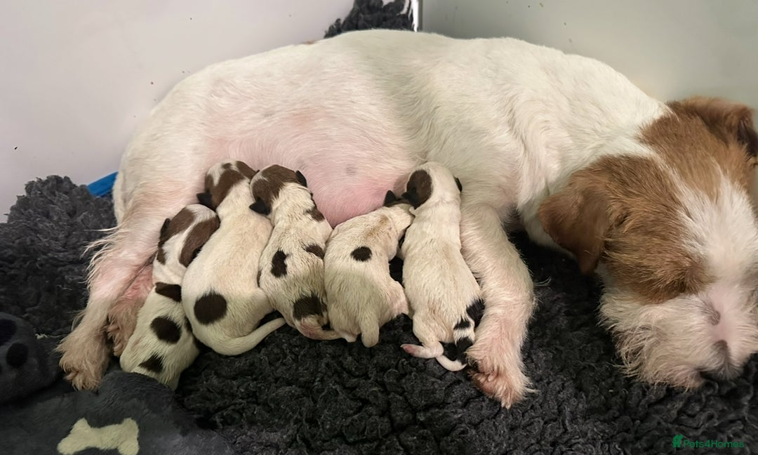 Jack Russell dogs for sale: Show quality Jack Russell Terrier - Advert 6