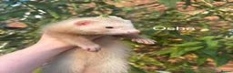 Ferret rodents for sale: ANGELICFERRETS. ONLY 4 JILLS LEFT. READY NOW - Advert 9