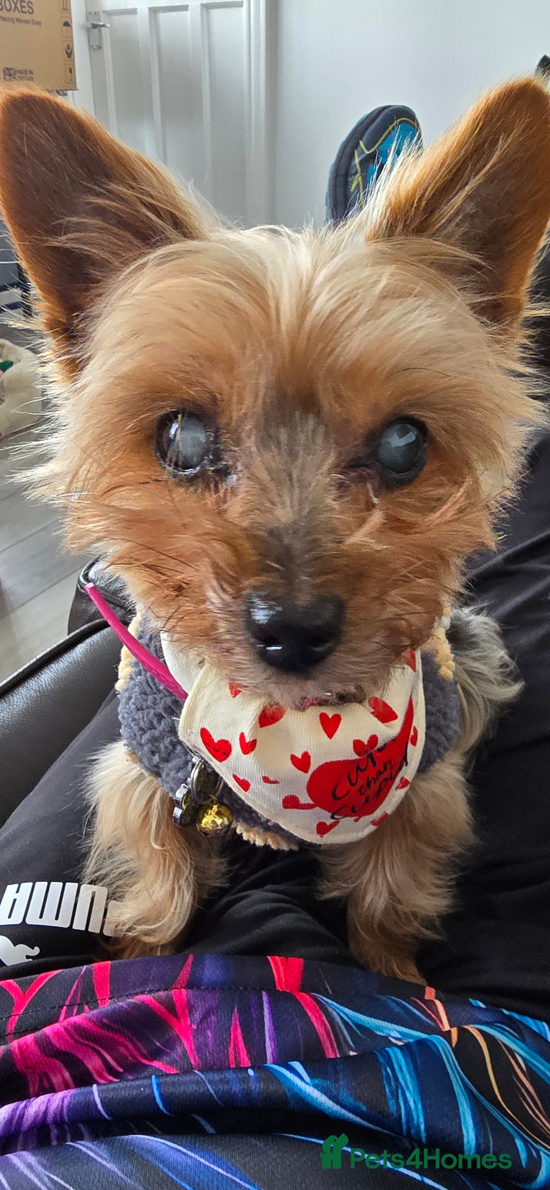 Yorkshire Terrier dogs for sale:    yorkie female - Advert 7