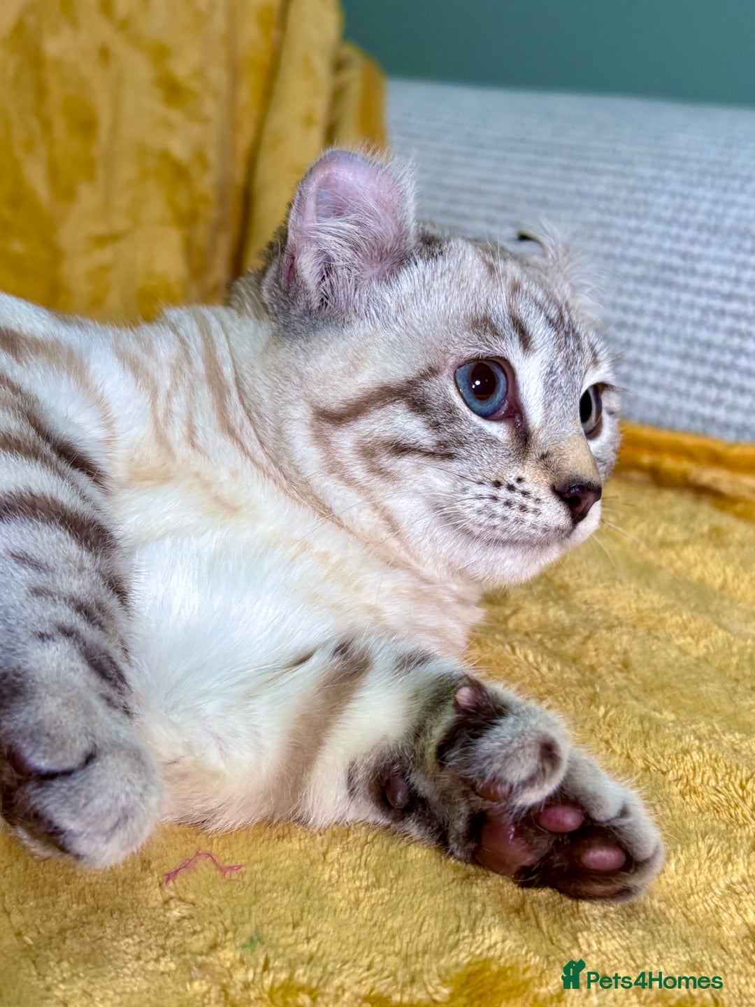 Savannah cats for sale: Breath taking wild looking girl  - Advert 21