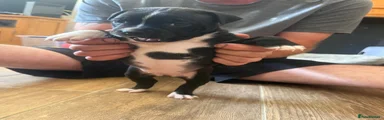 Staffordshire Bull Terrier 3