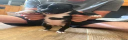 Staffordshire Bull Terrier dogs for sale:  kc registered puppies amazing bloodline in Basildon - Advert 9