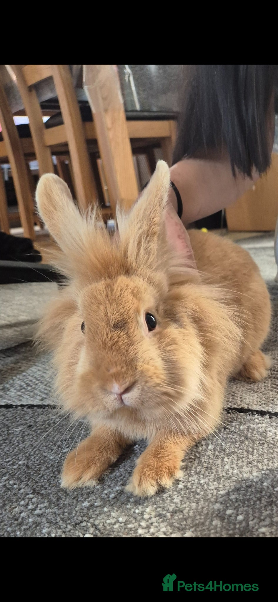 Lionhead rabbits Beautiful male lionhead - Advert 5