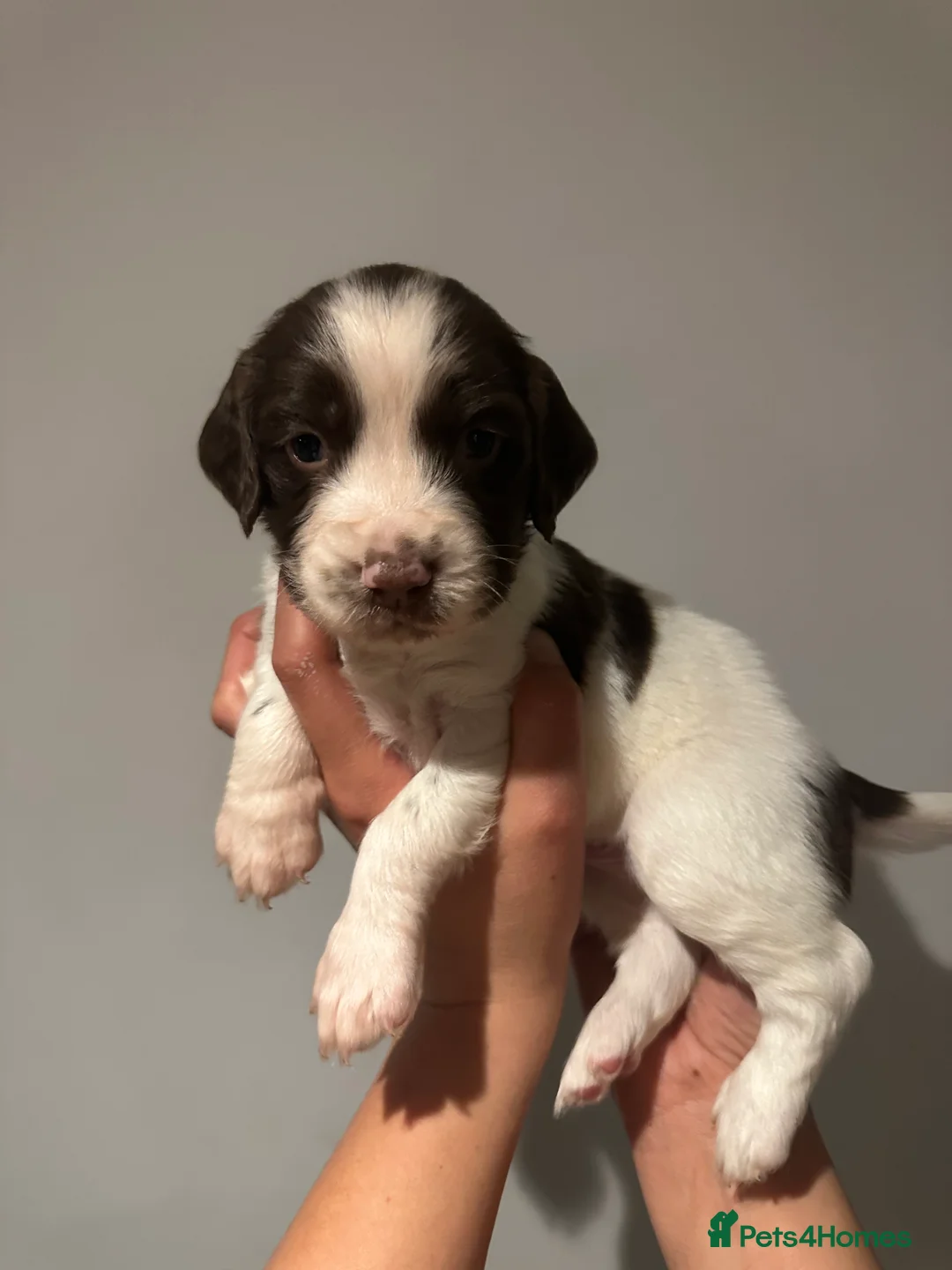 English Springer Spaniel dogs for sale: Kc registered working English springer spaniels  - Advert 7