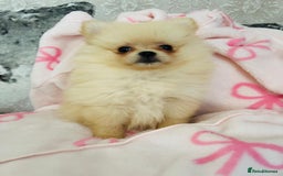 Pomeranian dogs for sale: Tiny Pomeranian puppies - Image 4