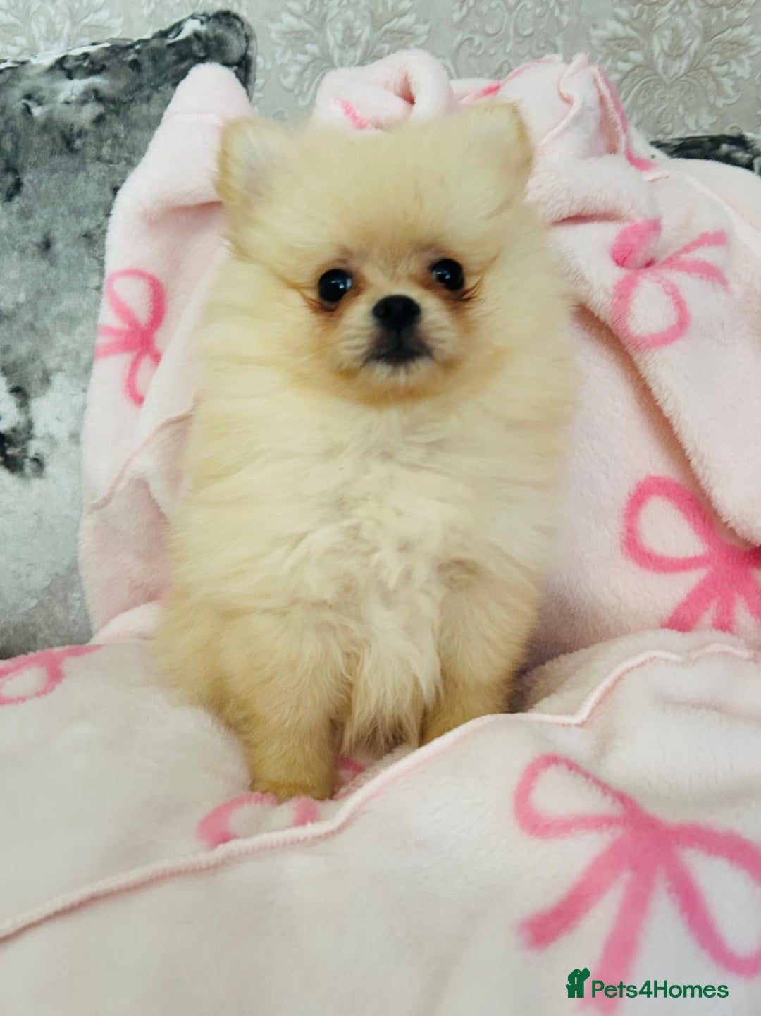 Pomeranian dogs for sale: Tiny Pomeranian puppies - Image 4