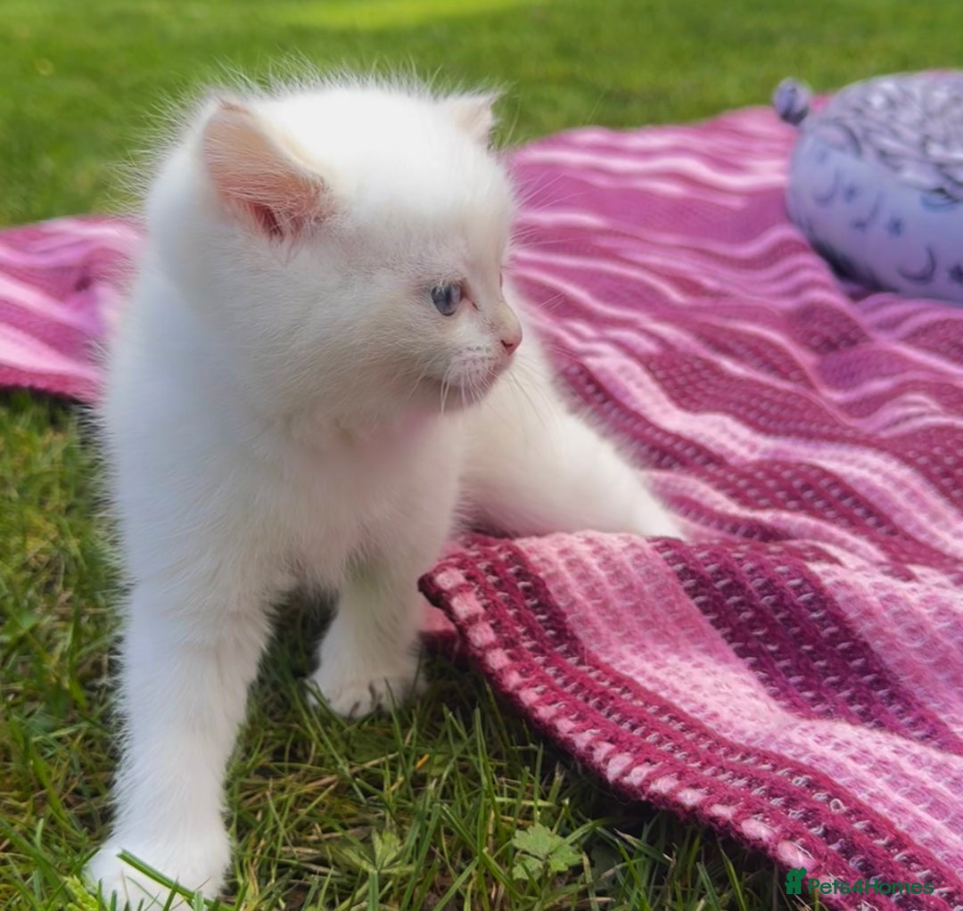 British Shorthair cats for sale: ✨🐾 Soft & Adorable Golden White Blue Kittens 🐾✨ - Image 11