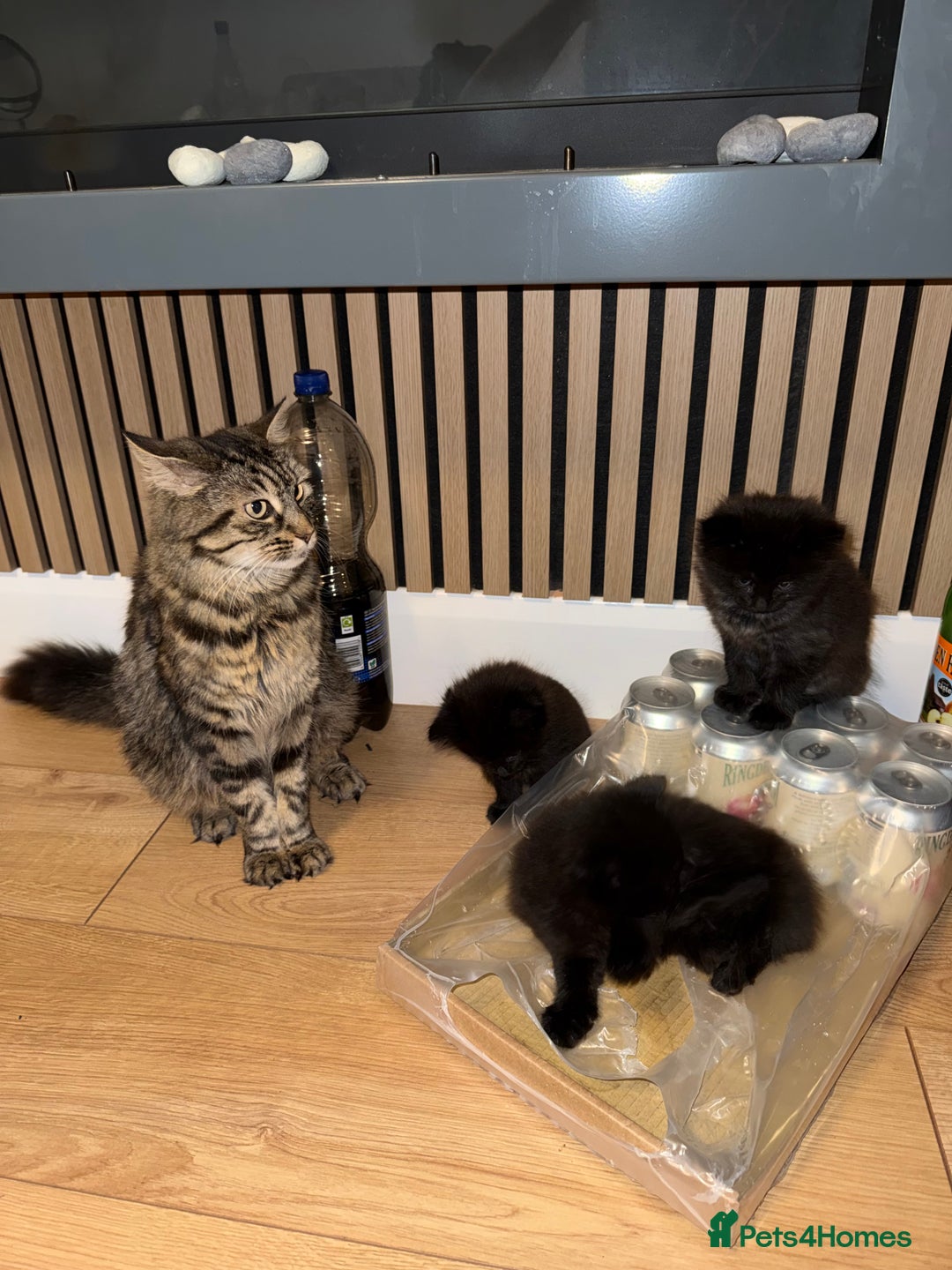 Siberian cats for sale: 6 beautiful Siberians kittens - Advert 6