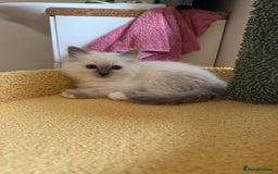Birman cats for sale: Blue point female kitten for sale  - Image 16