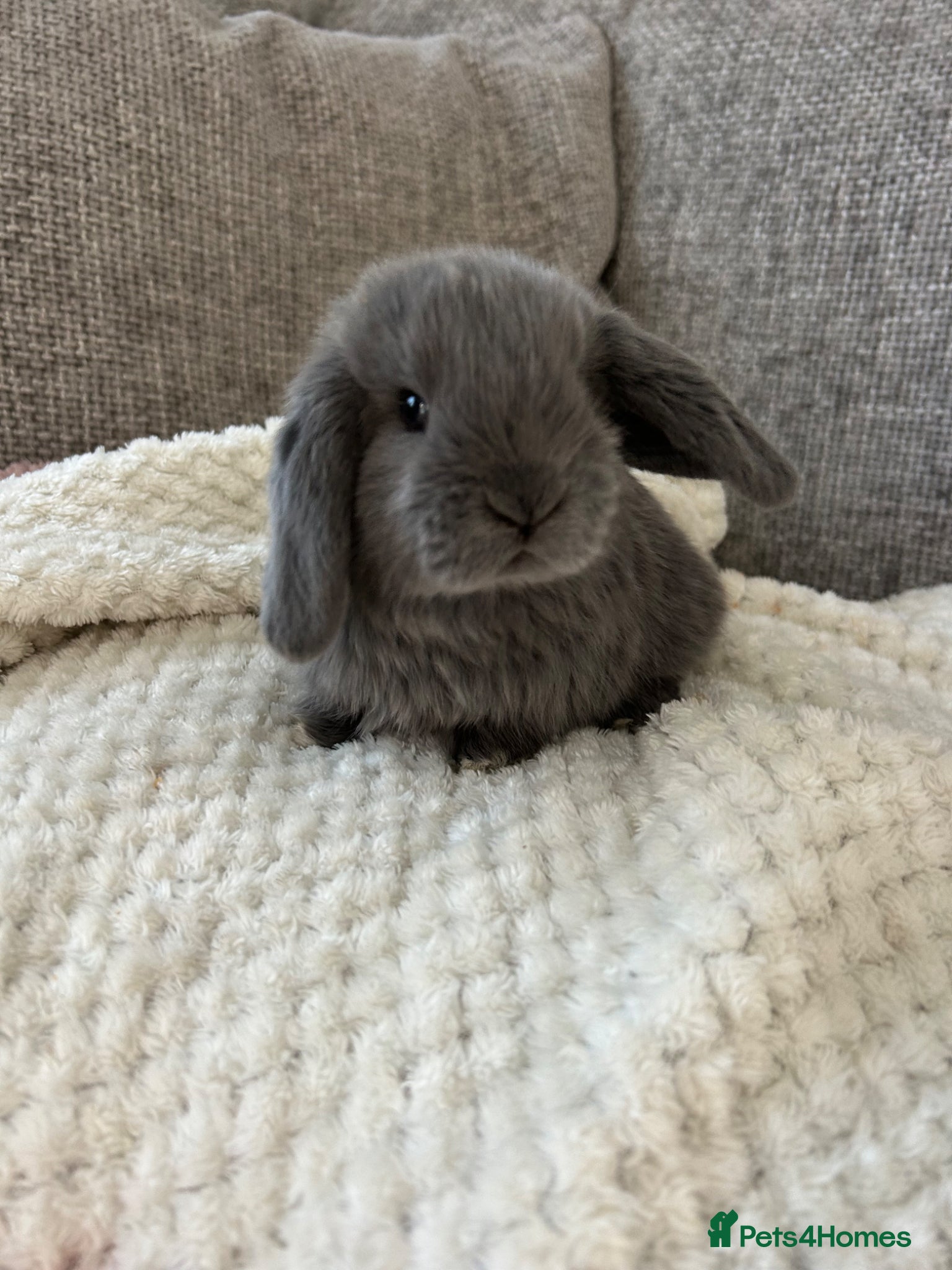 Mini Lop rabbits Mini lops - Advert 2