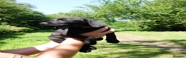 Labrador Retriever 2