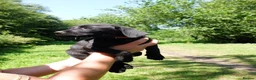 Labrador Retriever dogs for sale: Stunning home-bred labs - Advert 4