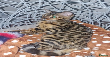 Bengal cats - Advert 24