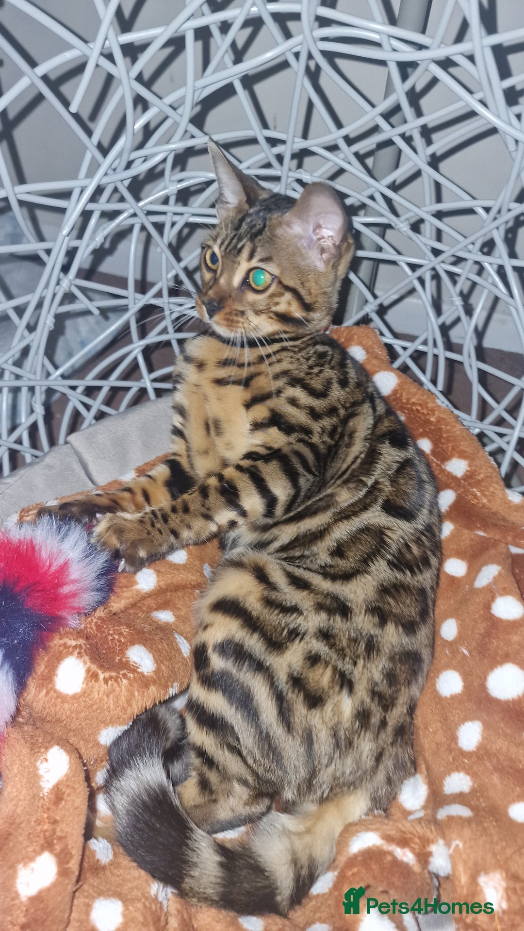 Bengal cats for sale:  🌟 Stunning Bengal Kittens  🌟 🥰🥰 - Advert 7