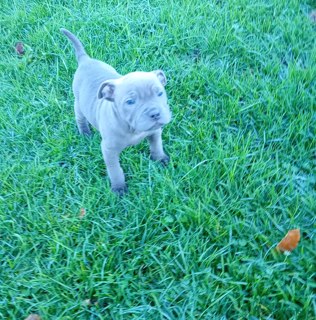 Staffordshire Bull Terrier dogs for sale: Staff puppies  - Advert 3