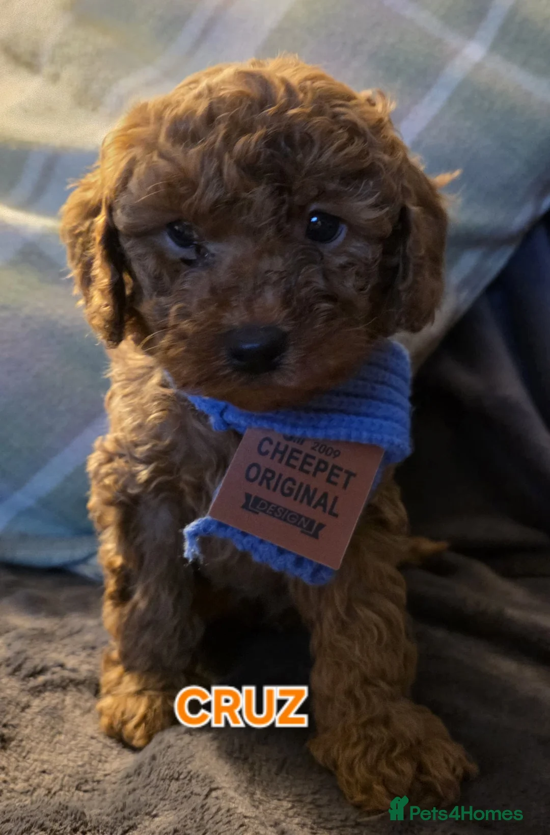Cavapoo dogs for sale: Cavapoos Fb3. - Advert 7