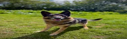 German Shepherd dogs for adoption: Kaiser - German Shepherd in Weston-super-Mare - Advert 6