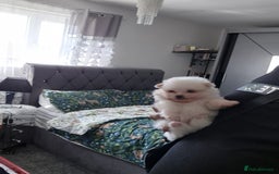 Pomeranian dogs for sale: pomeranian puppies ** size 🥰 - Image 7