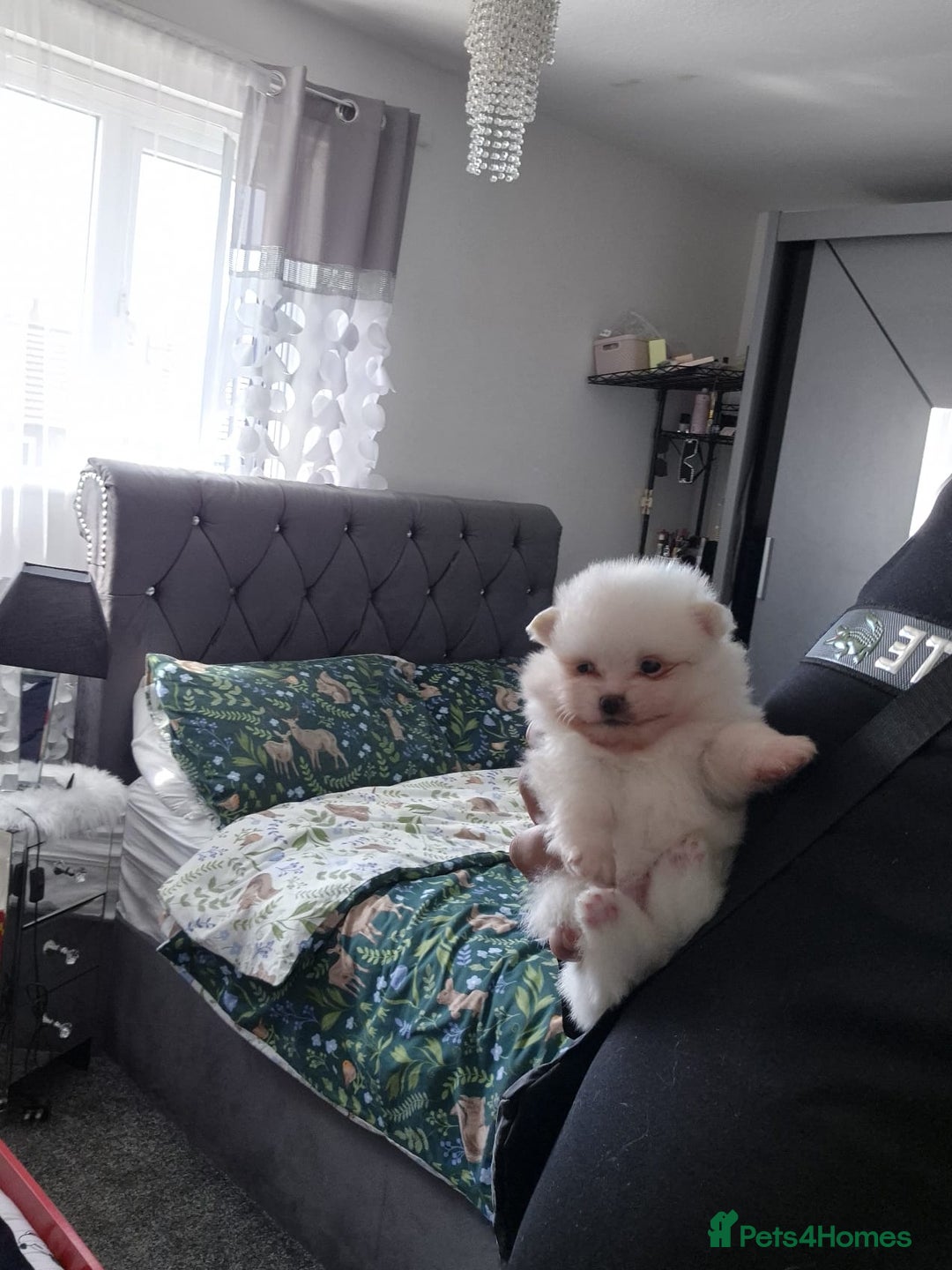 Pomeranian dogs for sale: pomeranian puppies ** size 🥰 - Image 7