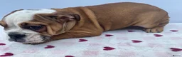 English Bulldog dogs for sale: English Bulldog Puppies  - Advert 12