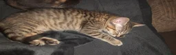 Mixed Breed cats for sale: Last 2 adorable kittens for sale - Advert 7