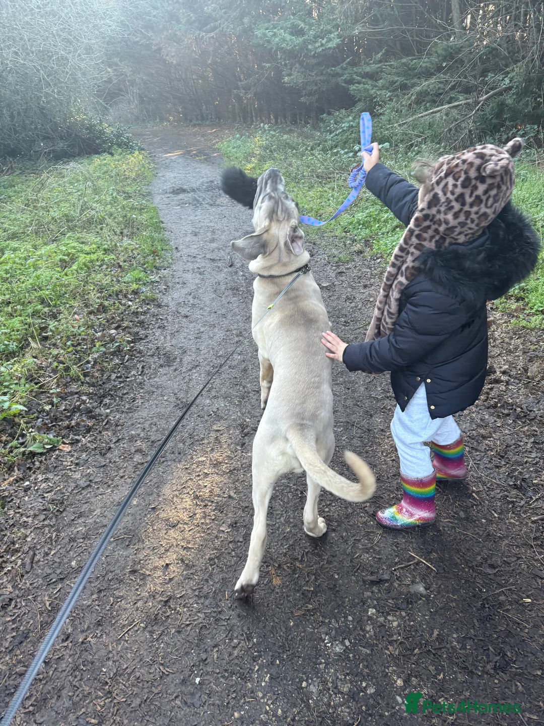 Cane Corso dogs for sale: Cane corso - Advert 3