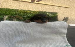 Miniature Dachshund dogs for sale: *Last 1 left* KC long haired mini dachshunds - Image 16