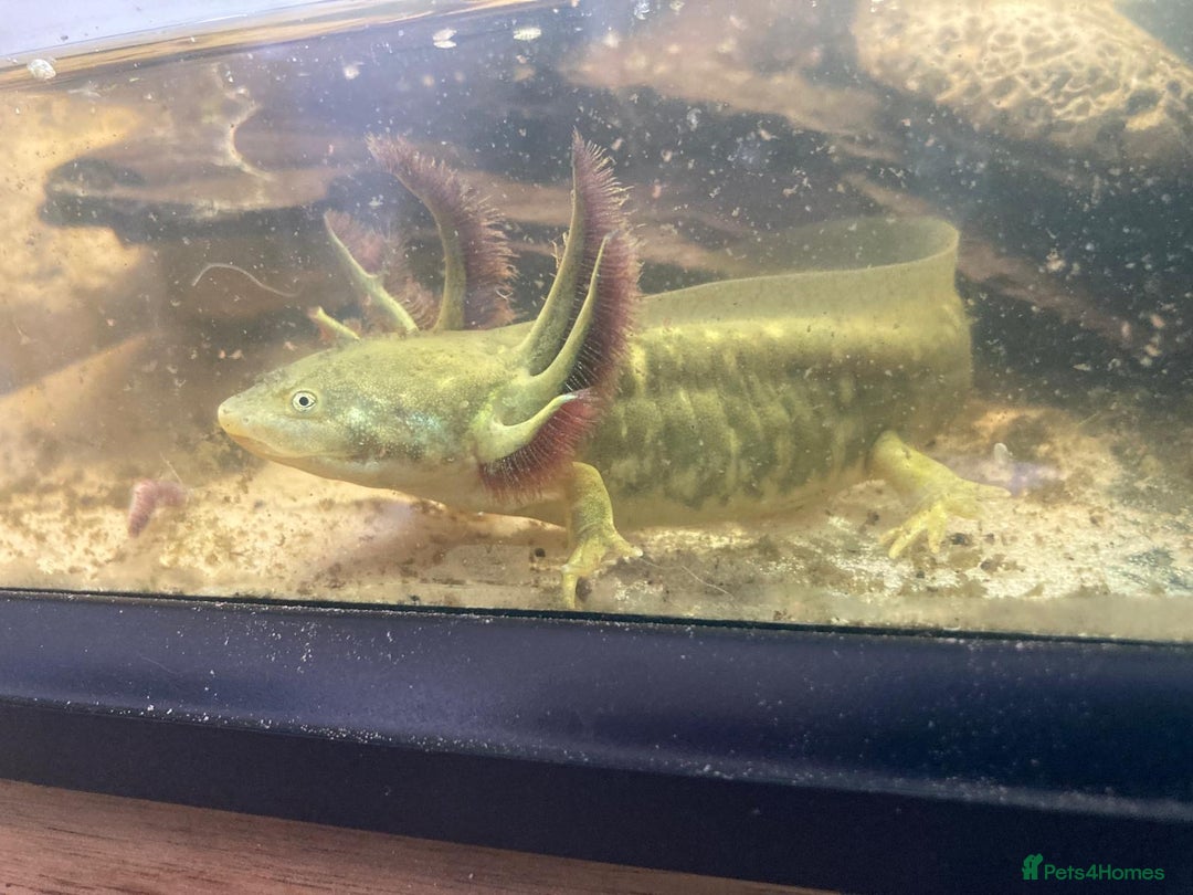 Axolotl reptiles for sale: Tiger salamanders CB April 2025 - Image 4