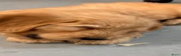 Mini Goldendoodle dogs for sale: F1 miniature Goldendoodle puppies. - Advert 13
