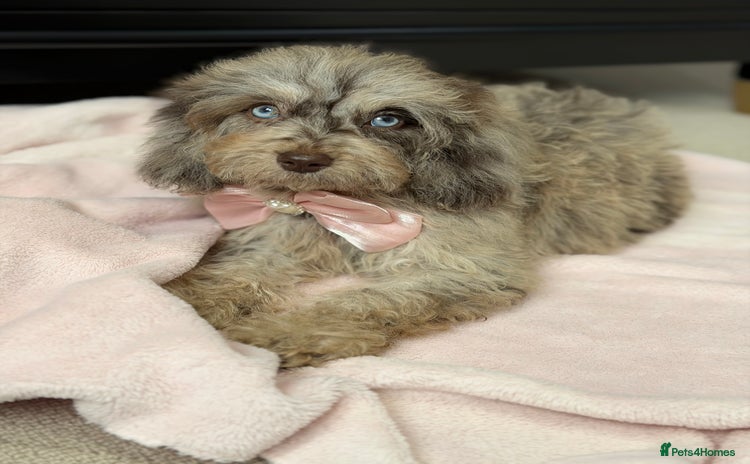 Cavapoo dogs - Advert 8