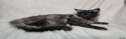 Maine Coon cats for sale: Black Smoke Kittens - Advert 9