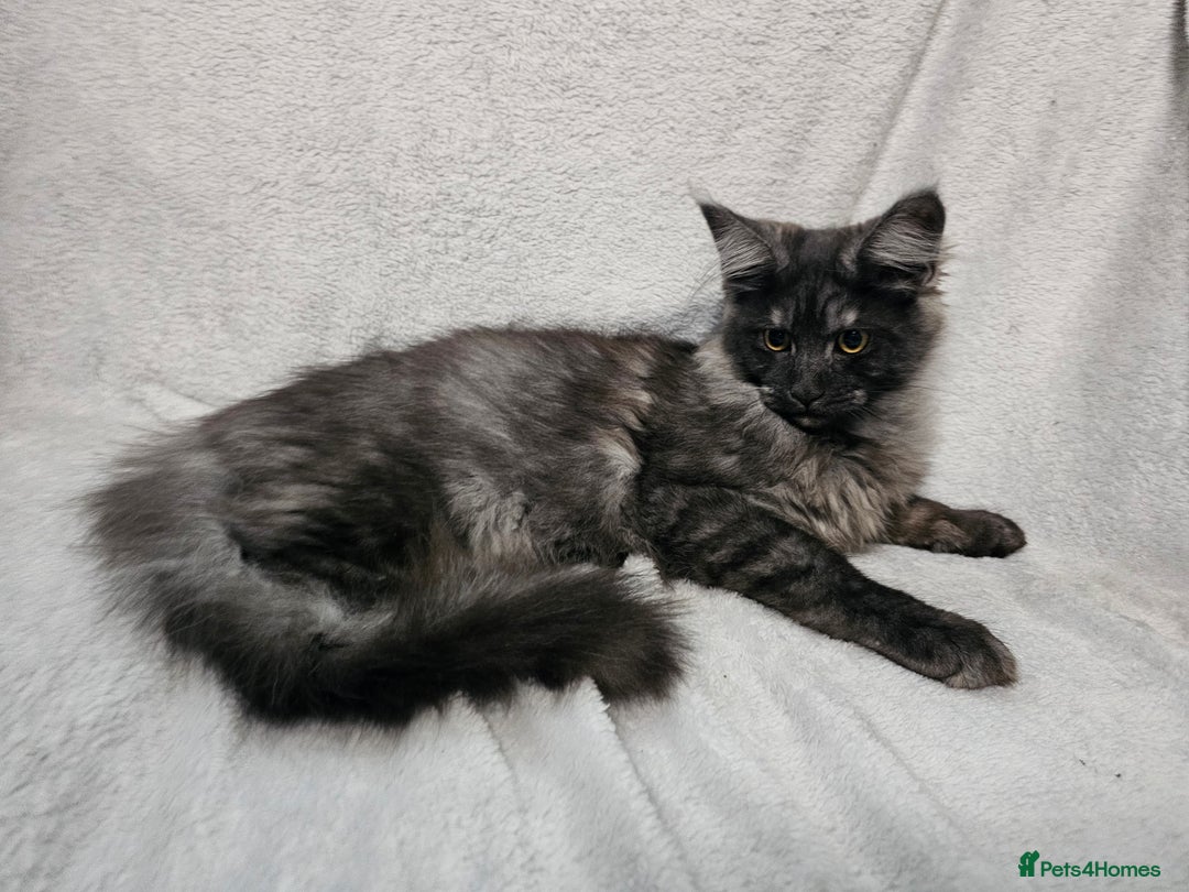 Maine Coon cats for sale: Black Smoke Kittens - Advert 9