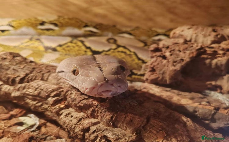 Python Snake reptiles - Advert 1