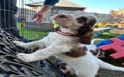 Cocker Spaniel dogs for sale: KC Sable Show Cocker Spaniels  - Image 1