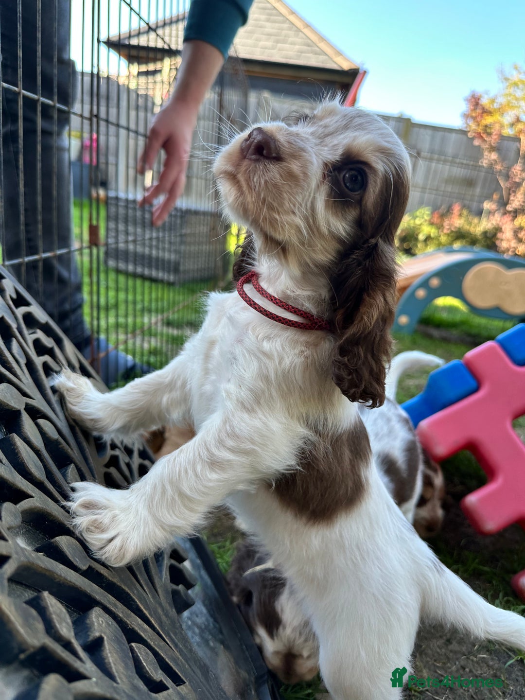 Cocker Spaniel dogs for sale: KC Sable Show Cocker Spaniels  - Image 1